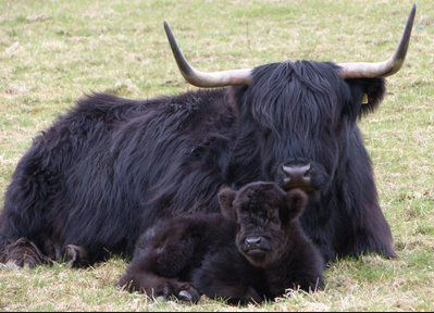 Black Highland Cow and Calf