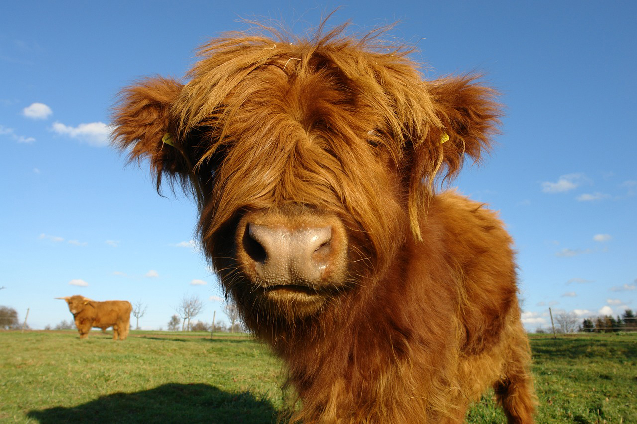 Fluffy Highland cow in sunny field