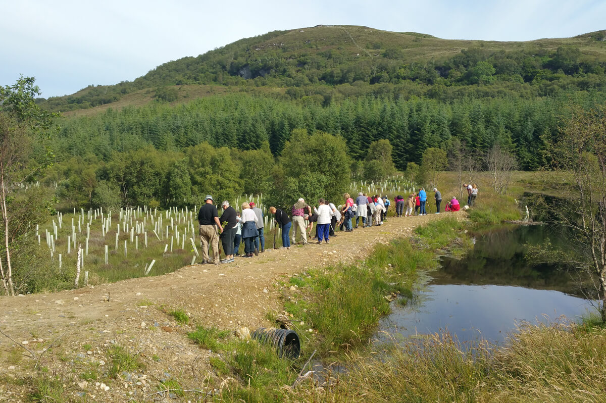 Tree Planting